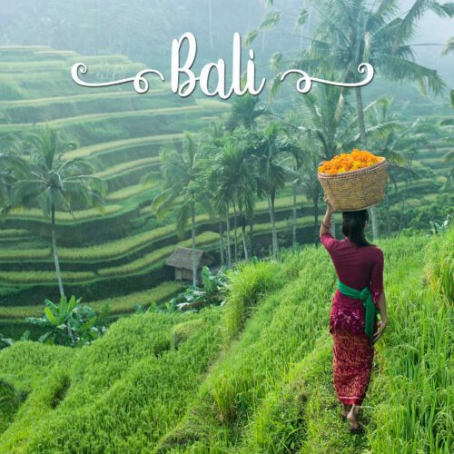 Bali rice Field